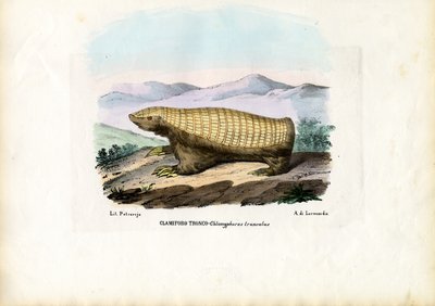 Pink Fairy Armadillo, 1863-79 by Raimundo Petraroja